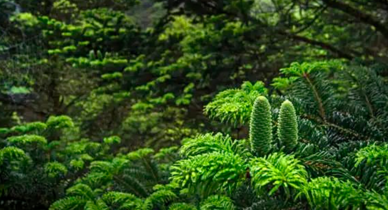 森林還是那片森林，全國首個(gè)森林碳匯管理局讓它變得不一樣了