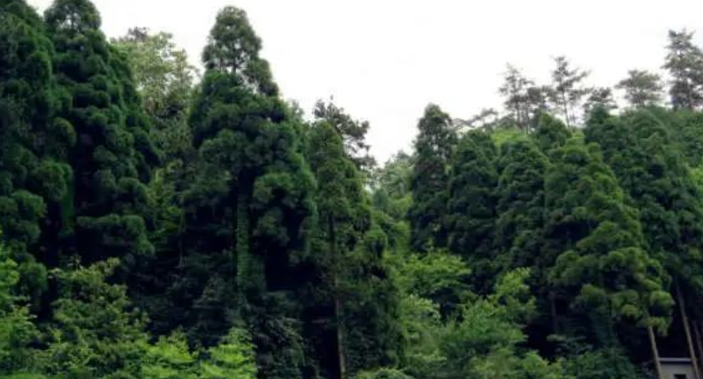 溫鐵軍：關于鄉(xiāng)村振興的10個最新觀點