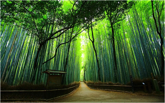 安吉縣人民政府關(guān)于加快推動安吉縣竹產(chǎn)業(yè)振興發(fā)展的實施意見