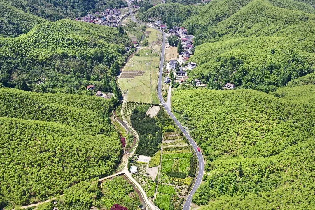 竹海漪漪新風(fēng)起：湖州安吉竹產(chǎn)業(yè)如何“二次振興”