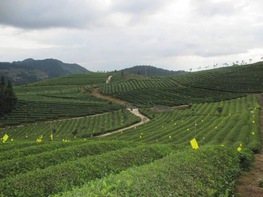 五部門發(fā)文！“光伏+農(nóng)業(yè)”，優(yōu)先考慮