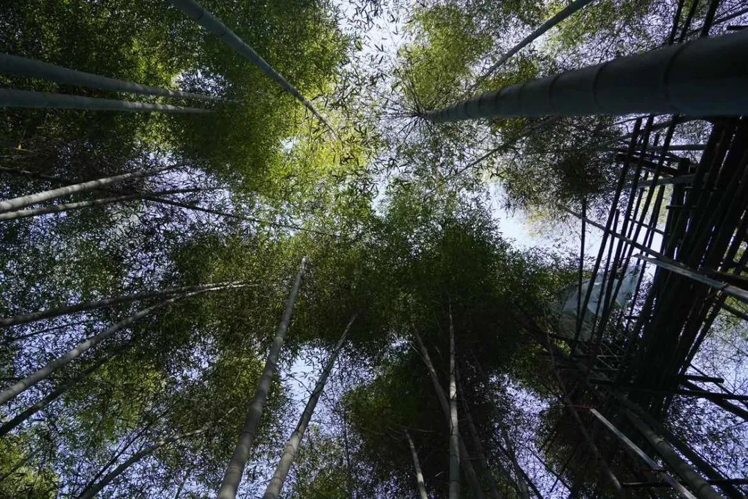 科技助力，讓安吉百萬畝的毛竹林變成綠色銀行