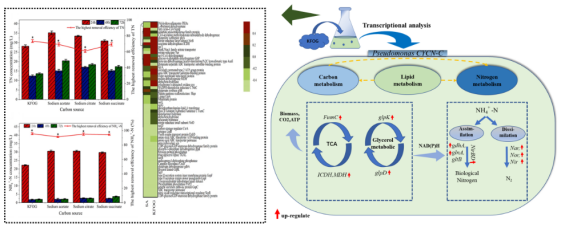 浙江農(nóng)林大學農(nóng)村環(huán)境研究所研發(fā)團隊在環(huán)境微生物EEM菌種資源研發(fā)與應(yīng)用方面取得重要進展