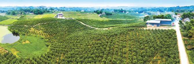 重慶市建設深化集體林權制度改革先行區(qū)新舉措