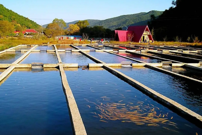 鄉(xiāng)村振興戰(zhàn)略下，水產(chǎn)行業(yè)的方向和機會在哪里?