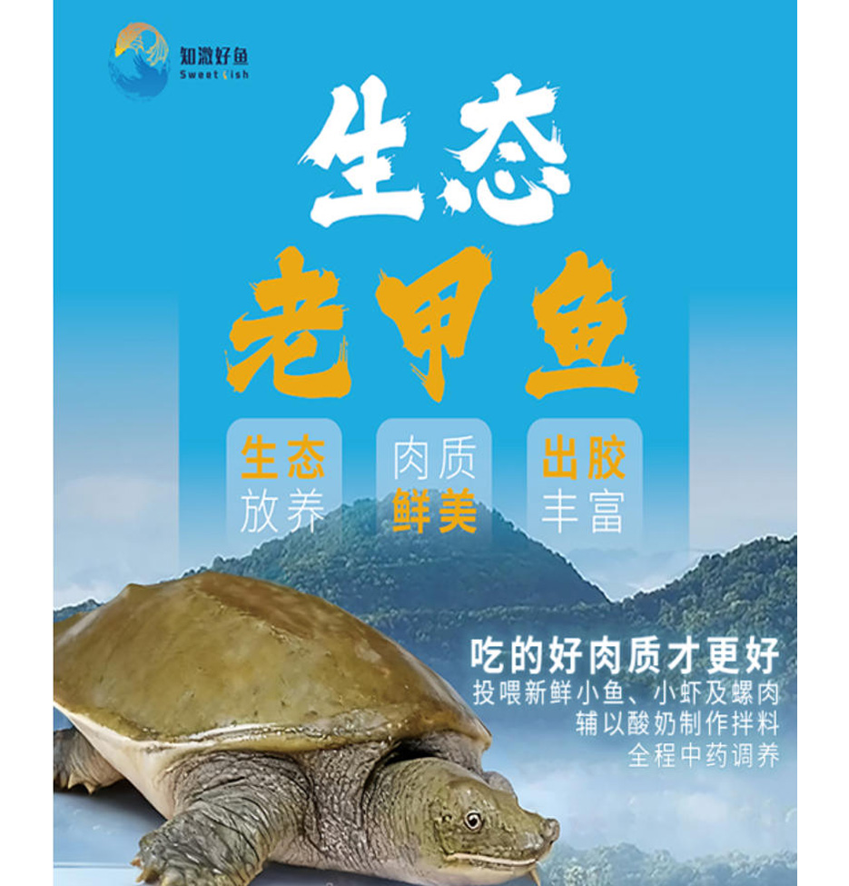 生態(tài)老甲魚(yú)